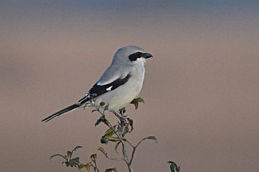 Loggerhead Shrike