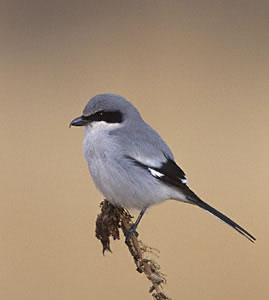 Loggerhead Shrike