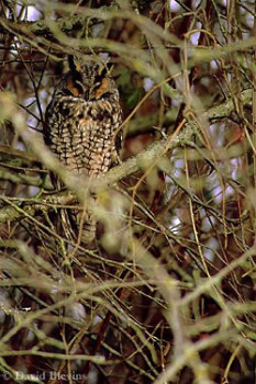 Long-eared Owl