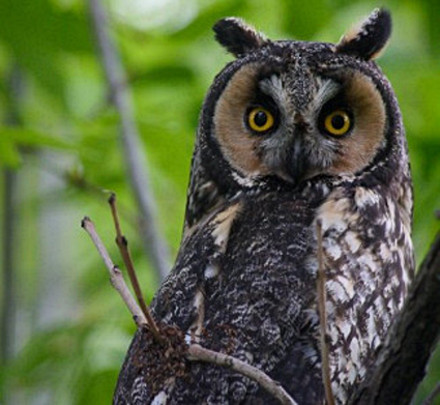 Long-eared Owl