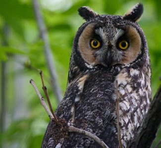 Long-eared Owl