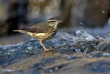 Louisiana Waterthrush 