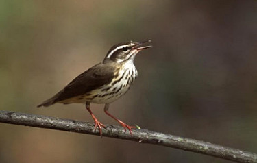 Louisiana Waterthrush