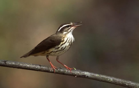 Louisiana Waterthrush