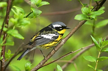 Magnolia Warbler