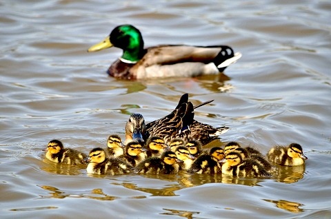 Female Mallard with Ducklings