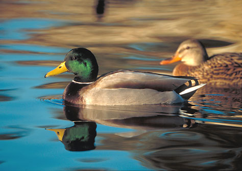 Male and Female Mallard