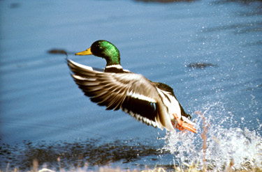 Mallard Drake Launching Into Flight