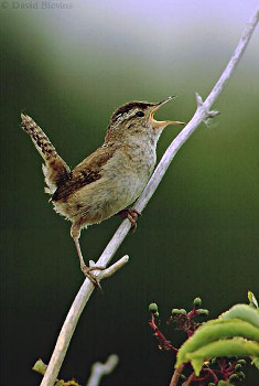 Marsh Wren