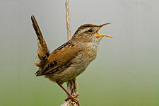 Marsh Wren