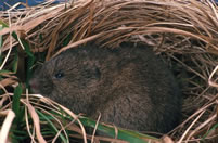 Meadow Vole