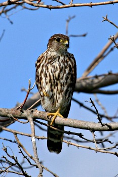 Female or Immature Merlin