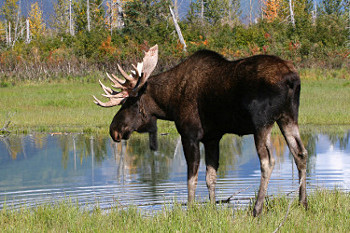 Mammals of New England