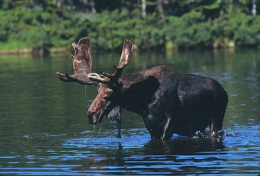 Bull Moose