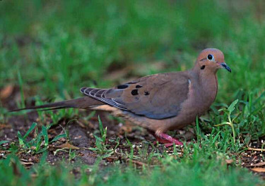 Mourning Dove