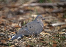 Mourning Dove