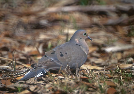 Mourning Dove