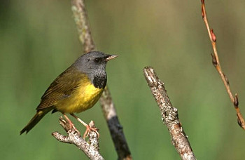 Mourning Warbler