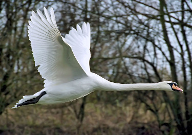 Mute Swan in Flight