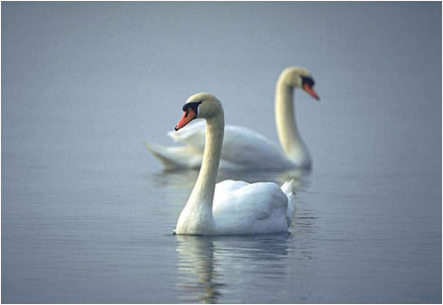 Mute Swan