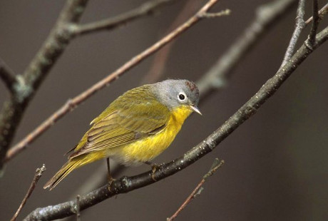 Nashville Warbler