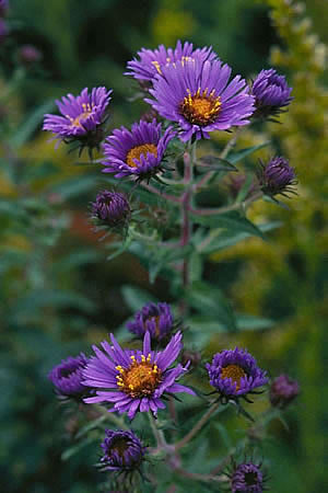 New England Aster