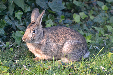 New England Cottontail