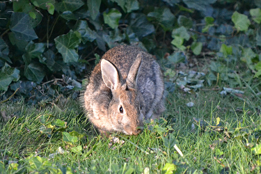 New England Cottontail