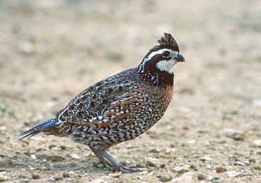 Northern Bobwhite 