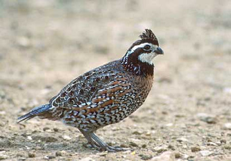 Northern Bobwhite