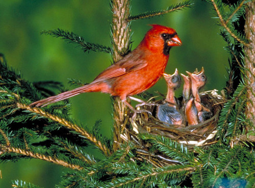 Male Northern Cardinal At Nest