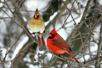 Birds of New England