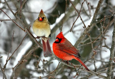 Male and Female Northern Cardinal