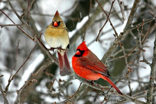 Northern Cardinal