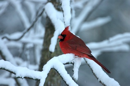 Northern Cardinal