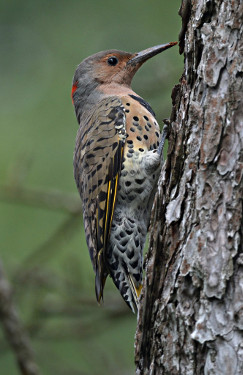 Female "Yellow-shafted" Northern Flicker