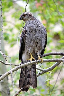 Northern Goshawk