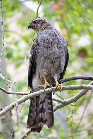 Northern Goshawk