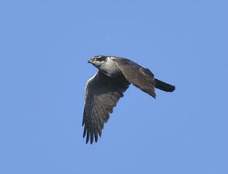 Northern Goshawk in Flight|