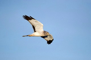 Northern Harrier in Flight