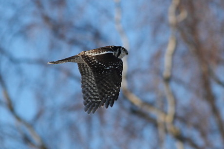 Northern Hawk Owl in Flight