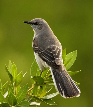 Northern Mockingbird