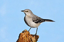 Northern Mockingbird