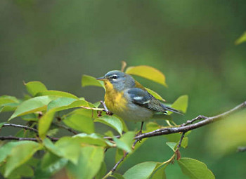 Northern Parula