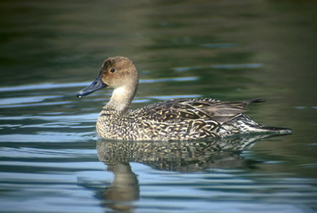 Female Northern Pintail