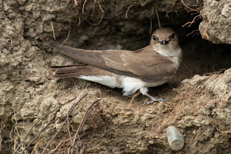 Northern Rough-winged Swallow