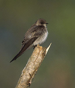 Northern Rough-winged Swallow 