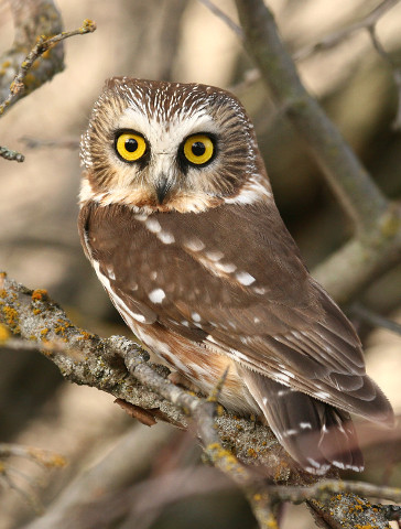 Northern Saw-whet Owl