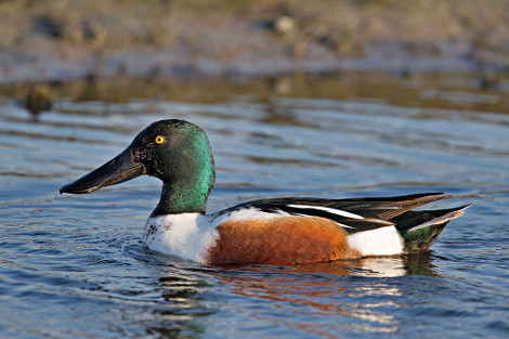 Male Northern Shoveler