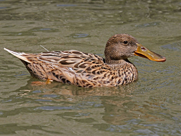 Female Northern Shoveler